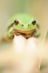 Tree Frog resting on a Rush leaf Touraine France