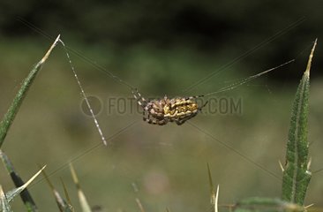 Oak Spider in seinem Web Frankreich