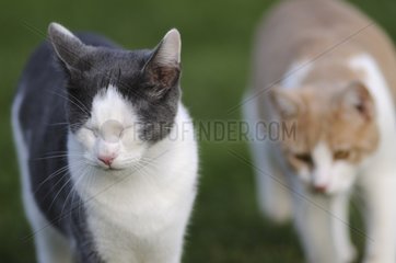 Porträt von zwei männlichen europäischen Katzen in einem Garten Frankreich