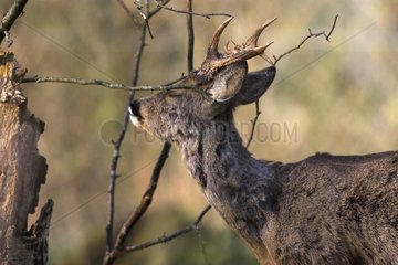 Roe Deer rubbing his neck on branches France