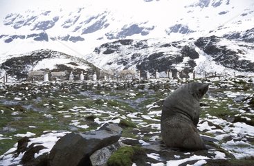Male Antarctic Fur Seal at the Stromless cemetery Georgia