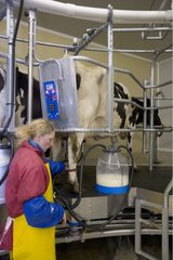 Woman farmer in room of rotary draft of Prim' Holstein