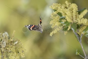 Red Admiral in flight at spring France