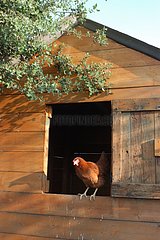 Die Henne mit einem Hühnermuss