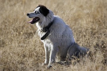 Border collie sitted in grass dries drawing language the USA