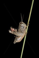 Locust on a stem on black background