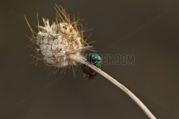 Cuckoo Wasp on a stem