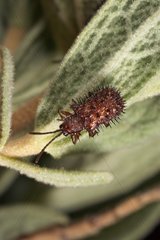Leaf Beetle on a leaf
