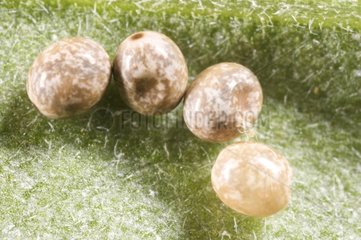 Oak Eggar eggs and mite on a leaf