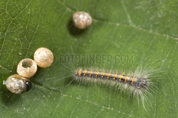 Oak Eggar eggs and hatching caterpillar on a leaf