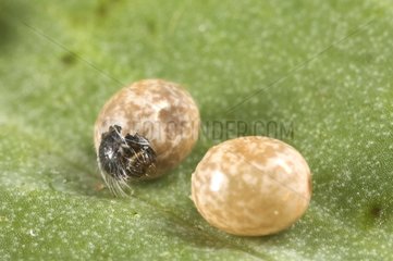 Oak Eggar eggs and hatching caterpillar on a leaf