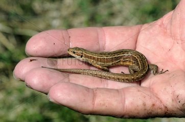 Common Lizard in one hand