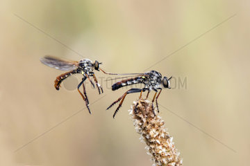 Robber fly (Heteropogon sp)  (Heteropogon manicatus without a doubt)  Dismplying of a couple in spring Acceptance of the female and approach of the male for mating in a dry prairie  Plaine des Maures  Les Mayons  Var 83  France