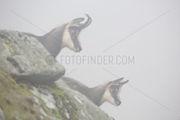 Chamois (Rupicapra rupicapra) and young in fog  Hohneck  Vosges  France