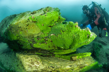 Diver under the ice in front of a rock colonized by Lake Baikal Sponge (Lubomirskia baicalensis) at the bottom of Lake Baikal  Siberia  Russia