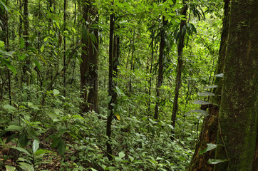 Tropical Undergrowth - Tresor Reserve French Guiana