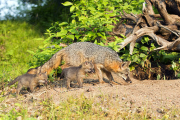 American gray fox and young at spring - Minnesota USA