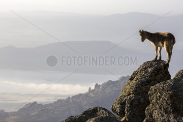Iberian Ibex (Capra pyrenaica)  female on rock  Guadarrama National Park  Spain