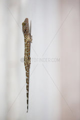 Tokay gecko (Gekko gecko) on a room wall  Perhentian islands  Malaysia.