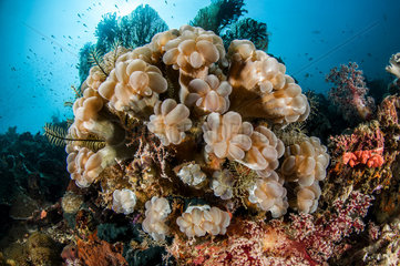 Branch bubble coral (Plerogyra simplex)  Misool  Raja Ampat  west Papua  indonesia