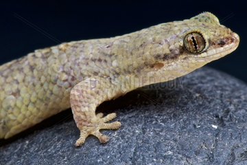 Fishscale gecko (Geckolepis petiti)  Madagascar