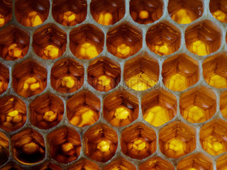 Honey bee (Apis mellifera) - The honey is stored in the cells which are not closed immediately. Through the heat and the flow of air created by the fanning bees  the water from this honey in preparation evaporates until only about 20% remains. Then  the cell is closed.