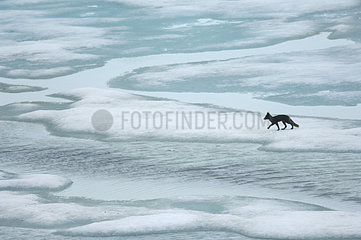 Arcrique fox on the ice in summer - Greenland