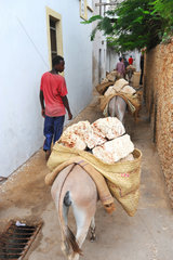 Donkeys carrying coral blocks in town - Lamu Kenya