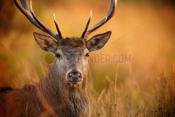 Portrait of Red Deer (Cervus elaphus) male  Ardennes  Belgium