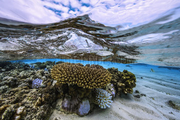 Coral reef  Indian Ocean  Mayotte