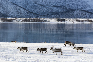 Reindeers (Rangifer tarandus)  near Fornes  Vesteralen Islands  Norway.