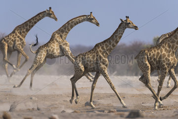 Giraffe (Giraffa camelopardalis) running  Namibia  Etosha national park