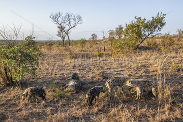Spotted hyaena (Crocuta crocuta)  Kruger National park  South Africa