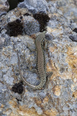 Common Wall Lizard on rock - Alsace France