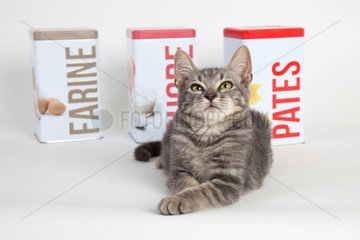 Kitten lying in front of food boxes on white background