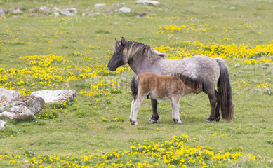 Shetland poney (Equs caballus) young Poney suckling his mother  Shetland  Spring