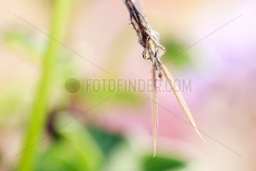Portrait of Conehead Mantis male - Provence France