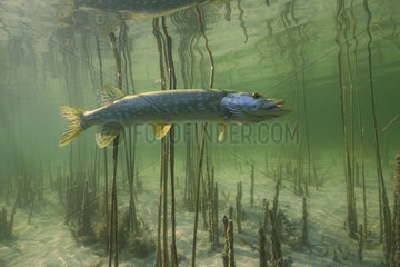 Big Pike (Esox lucius) in its environment  Lake of the Jura  France