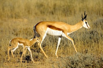 A mother Springbok (Antidorcas marsupialis) with her young moving in the Kalahari desert  Kgalagad Transfrontier Park  North Cape  South Africa