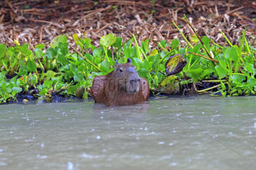 Capybara (Hydrochaeris hydrochaeris)  Pantanal area  Mato Grosso  Brazil