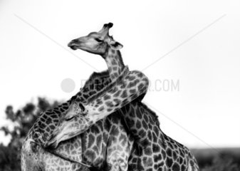 Giraffe (Giraffa camelopardalis) couple embracing  Kruger  South Africa