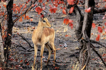 Impala (Aepyceros melampus)  Kruger National Park  South Africa