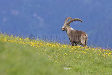 Ibex (Capra ibex) male in grass  France