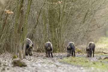 Wild Boar and young undergrowth - Forest of Hardt Alsace