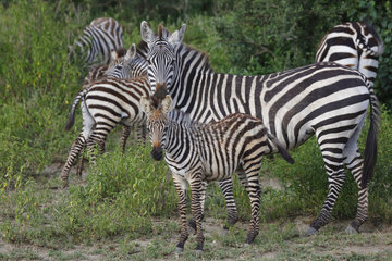 Burchell's Zebras and young - Serengeti Tanzania