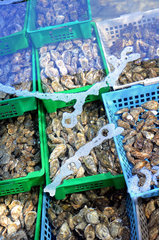 Maturing of oysters of Marennes d'Oleron - France