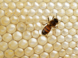 Honey bee (Apis mellifera) - A bee on the newly-built wax cells. We can see the different sizes of the cells for the males and for the others bees. The males' cells are a third bigger. Their width is 8.75mm and their depth 16-17mm as opposed to 6mm and 12mm for the worker bees' cells.