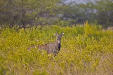 Nilgai male in savanna - Velavadar India