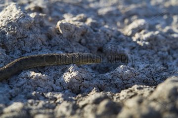 Dice snake in the NP of Skadar lake in Montenegro