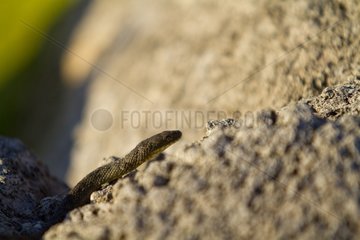 Dice snake in the NP of Skadar lake in Montenegro